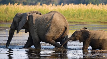 Elephant with baby crossing the river in Souther Africa