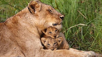 Lioness with her cubs in Sabi Sands, South Africa