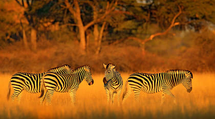 Zebras in Hwange National Park, Zimbabwe