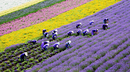 Flower farmer in Hokkaido, Japan