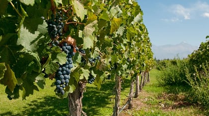 Vineyard in Mendoza, Argentina