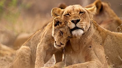 Lioness and her cub in Kruger National Park, South Africa.