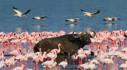 Buffalo surrounded by flamingos in Lake Nakuru, Kenya