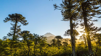 Conguillio National Park, Chile View though the trees from the trail at Conguillio National Park, Chile