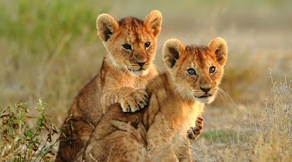 Lion cubs in the savanna, Kenya Lion cubs in the savanna, Kenya