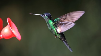 A buff-winged starfrontlet humming bird in Ecuador