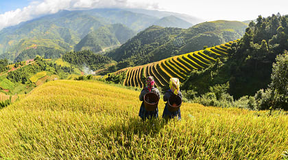 Hmong women on rice terraces in Sapa, Vietnam