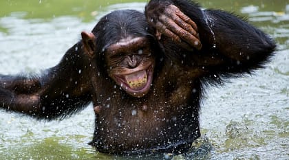 Bathing funny chimpanzee in Rwanda, Africa
