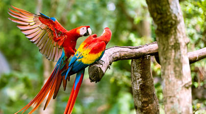 The mesmerizing wilderness of Costa Rica