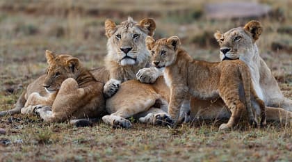 African lion family lying down together in Maasai Mara National Reserve, Kenya, Africa African lion family lying down together in Maasai Mara National Reserve, Kenya, Africa