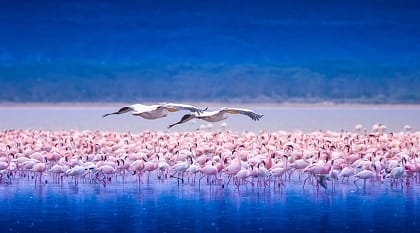 Flock of flamingos in Lake Nakuru, Kenya