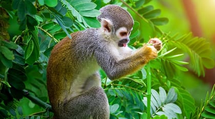 Squirrel monkey in the Amazon, Ecuador