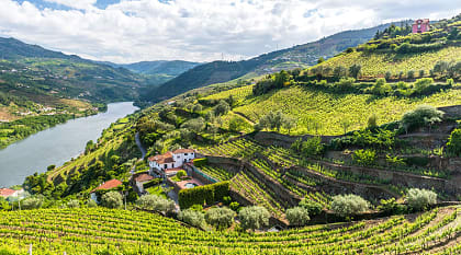Vineyards on the Douro River