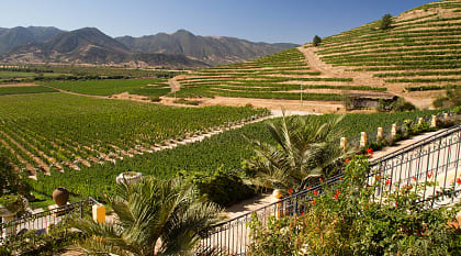 Beautiful vineyard near Santiago in Chile 