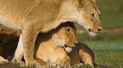 Lions in Masai Mara National Reserve, Kenya