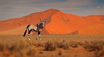 Oryx in Sossusvlei at sunset, Namibia