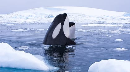 Two orca whales in Antarctica