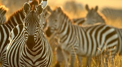 Masai Mara & Untouched Southern Kenya Safari: Ol Kinyei, Amboseli, Tsavo East Masai Mara & Untouched Southern Kenya Safari: Ol Kinyei, Amboseli, Tsavo East