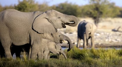 Family of African elephants in the savanna