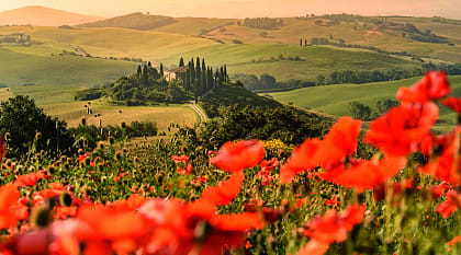 Poppy flower field in the beautiful landscape scenery of Tuscany in Italy
