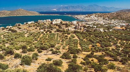 Olive groves of Crete, the largest island in Greece