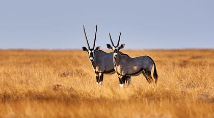 Two oryx in Estosha National Park, Botswana