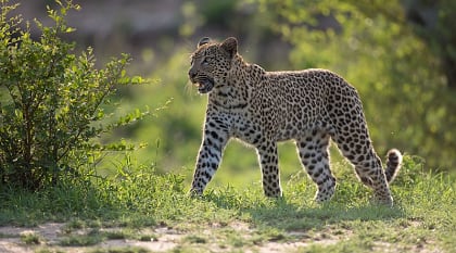Leopard in Sabi Sands, South Africa