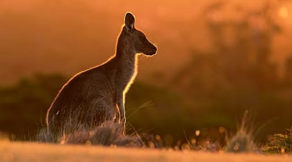 Dive into the world of marsupials on Australia's epic kangaroo safari