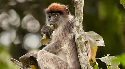 Red Colobus Piliocolobus in the forest, Uganda