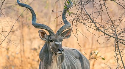 Kudu in South Luagwa National Park, Zambia