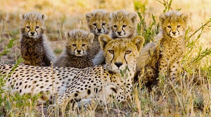 Cheetah and cubs in the African savanna