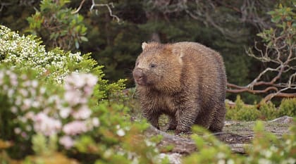 Wombat walking thru the brush in Tasmania