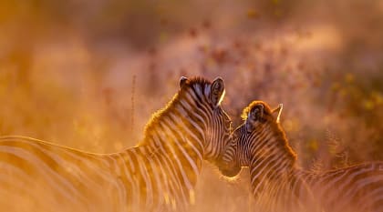 Sunset at Mana Pools National Park