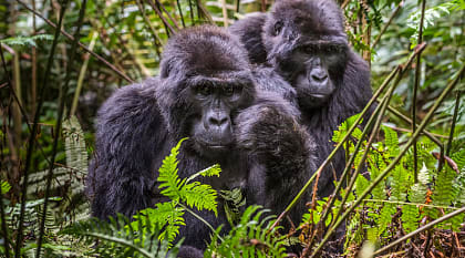 Gorillas in Bwindi Impenetrable Forest National Park, Uganda