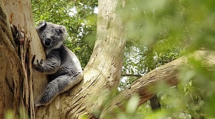 Koala - one of the symbols of Australia