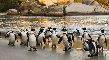 Boulders Beach in Cape Town, South Africa African penguins colony in Cape Town, South Africa