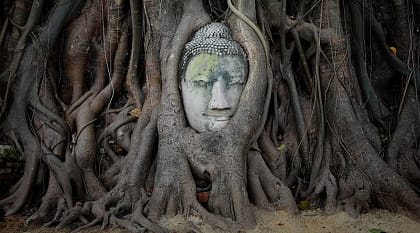 Head of Buddha statue in the tree roots at Wat Mahathat Temple, Ayutthaya, Thailand