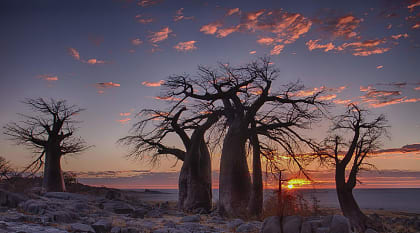 Sunrise with backlit baobab trees on Lekubu Island, Botswana 