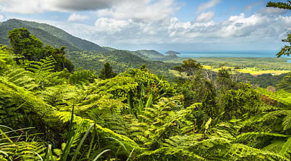 Discover the world's oldest rainforest, Daintree National Park.