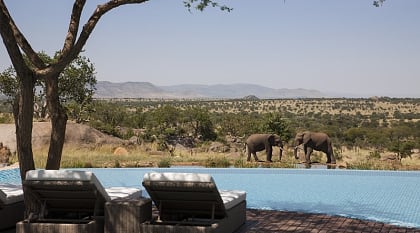 View of elephants from the pool at the Four Seasons Serengeti