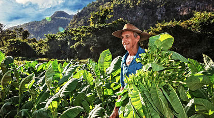 Tobacco farmer in Vinales, Cuba