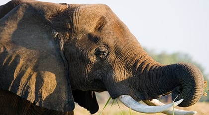 One-Week Uganda Adventure Safari