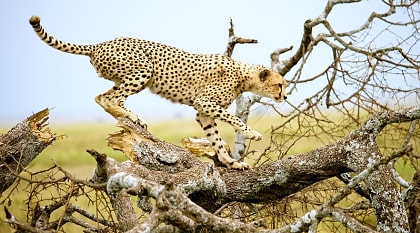 Cheetah on a tree in the savannah of the Serengeti