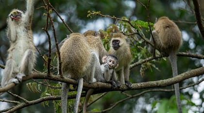 Nyungwe Forest National Park in Rwanda