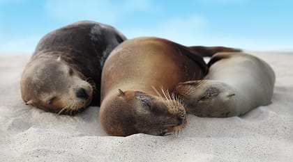 Sea lions cuddling on a beach in the Galapagos Islands, Ecuador
