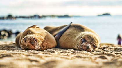 Sea lions basking on the beach, Galapagos, Ecuador