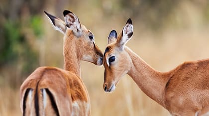 Two impala antelopes in Kenya