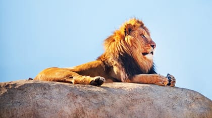 Lion laying on a rock in Etosha National Park, Namibia