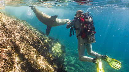 Scuba Diving in the Galapagos, Ecuador Sea lion coming to a scuba diver in the Galapagos, Ecuador
