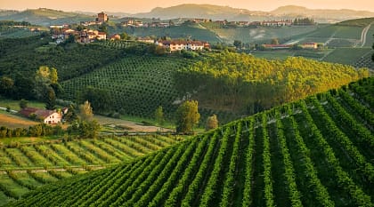 Vineyards in the hills of Piedmont, Italy